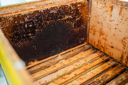 Dark Honeycomb Cells in an almost empty Wooden Beehive of a Beekeeperの写真素材