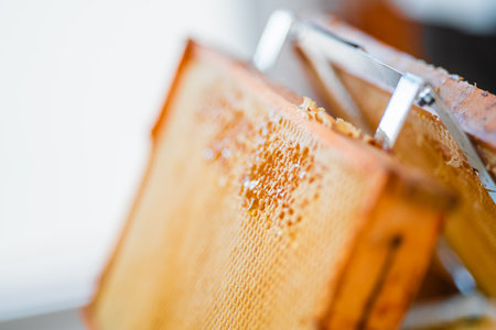 Opened Honeycombs Filled with Golden Bee Honey During Beekeeping Harvestの写真素材