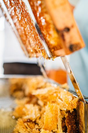 Delicious Golden Bee Honey Dripping Down a Wooden Beehive Frame Into a Beekeeping Decapping Tray