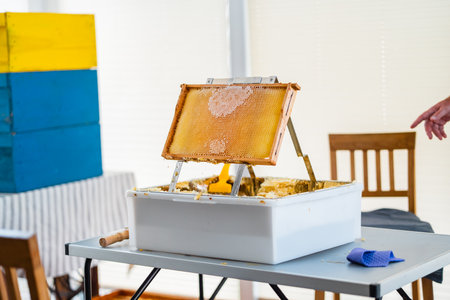 Beehive Frame with Closed and Capped Honeycombs Positioned on a Decapping Trayの写真素材