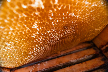 Beekeeping Beehive with Honeycomb Cells Close Upの写真素材