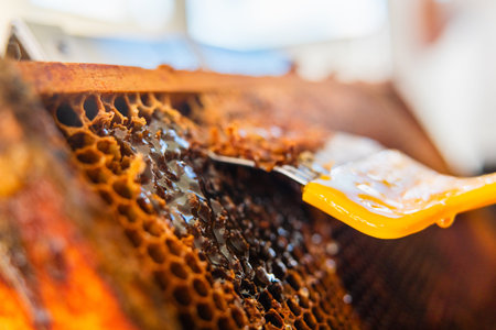 Bee Honey Flowing Out of Honeycombs After Getting Uncapped with a Scratcher Extreme Close Up