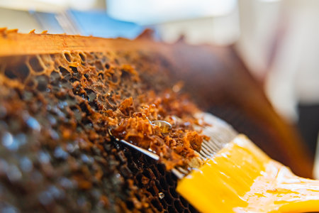 Bee Honey Flowing Out of Honeycombs Opened by a Capping Scratcher Extreme Close Upの写真素材