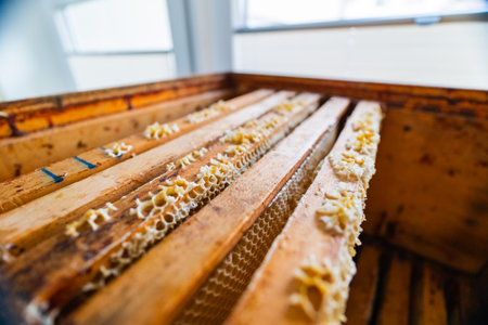 Wooden Frame of a Beekeeping Beehive with Honeycomb Cellsの写真素材