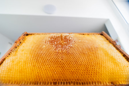 Open Honeycombs of a Beehive with Yellow Honey Cells and Golden Honey Close Up Viewed Bottom Upの写真素材