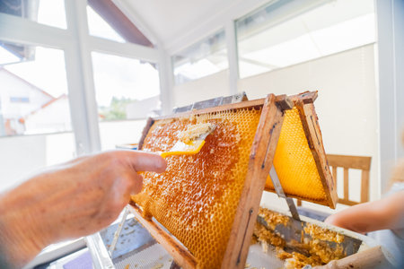 Hand with Capping Scratcher Uncapping Beehive Frame From Beewax to Open the Honeycombs and Reveal the Honeyの写真素材