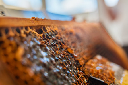 Bee Honey Flowing Out of Honeycombs After Scratched Open Extreme Close Upの写真素材