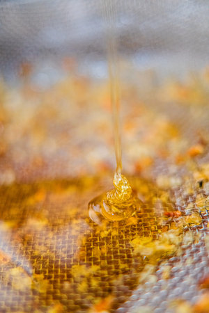 Viscouse Sweet Bee Honey Dripping Down Into the Filtration Sieve Extreme Close Upの写真素材