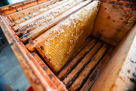 Beekeeping Beehive with Honeycombs in Wooden Framesの写真素材