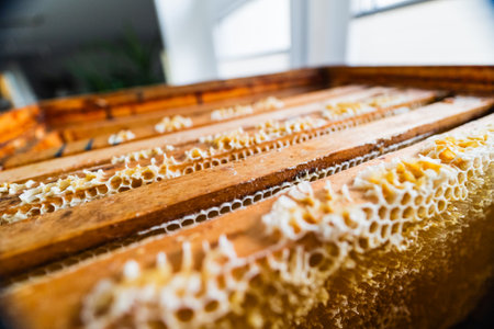 Wooden Frame of a Beekeeping Beehive with Honeycombsの写真素材