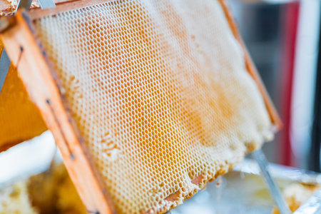 Beautiful Structure of Honeycomb Cells in a Beehive Frame Ready for Bee Honey Harvest