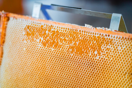 Opened and Uncapped Honeycombs Filled with Golden Bee Honey During Beekeeping Harvestの写真素材