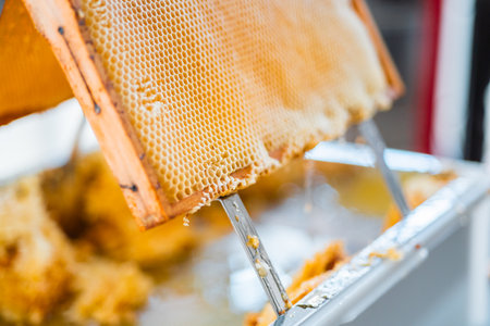 Beautiful Structure of Honeycomb Cells in a Beehive Frame Ready for Beekeeping Honey Harvestの写真素材