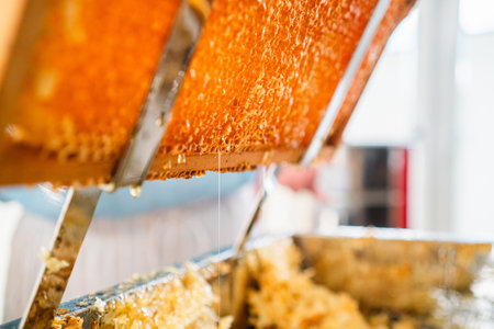 Viscouse String of Honey Dripping Down Golden Honeycombs from the Beehive Cells