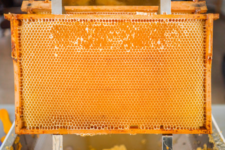 Beehive Frame with Honeycombs Placed on a Decapping Tray Frontal Viewの写真素材