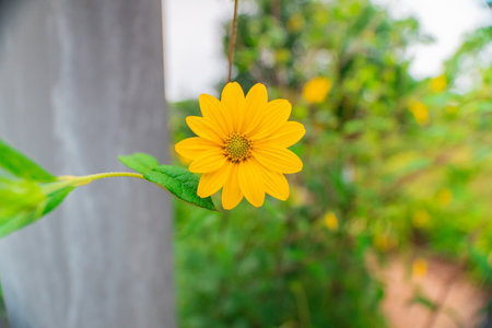 Beautiful Yellow Mexican Tournesol Known as Tree Mariegold Mexican Sunflower Japanese Sunflower or Nitobe Chysanthemum Blossoms in a Garden Bio Sphereの写真素材
