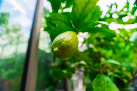 Fresh Green Lemon Fruit Hanging on a Lemon Tree Close-Up in a Organic Sphere Garden in Landscape Imageの写真素材