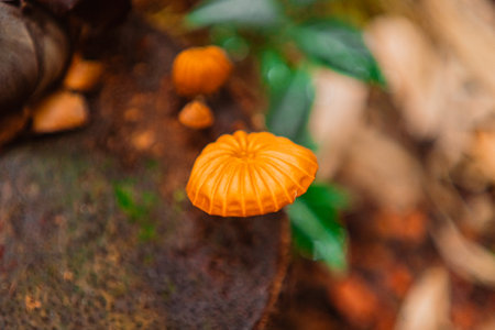 Orange Pinwheel Mushroom Known as Marasmius Siccus Close-up in a Garden Environment in Landscape Imageの写真素材