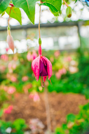 Purple Fuchsia Flower Blossom Buds From the Family of the Onagraceae in an Ecological Bio Sphere Garden as Portrait Imageの写真素材