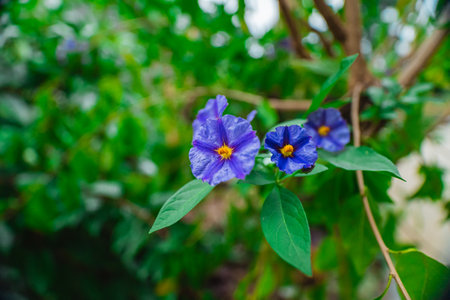 Beautiful Blue Paraguayan Nightshade Flowerの写真素材