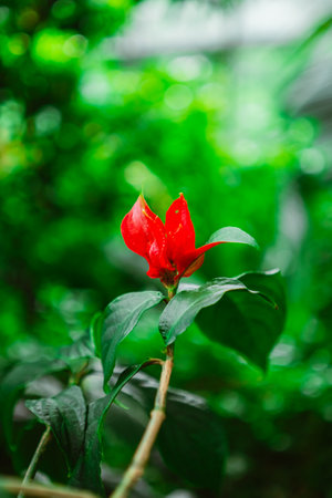 A Red Flower Blossoms on a Branch in a Green Garden Biotope Environmentの写真素材