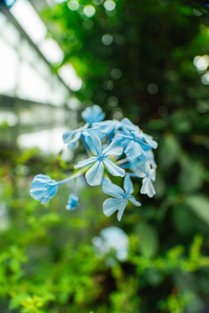 Blue Cape Plumbago Auriculata Flower Blossom