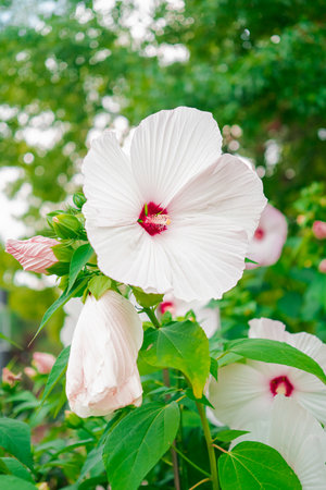 White Hibiscus Moscheutos Flower Blossoms in a Green Ecological Garden Like Biotope Close-up in Portrait Imageの写真素材