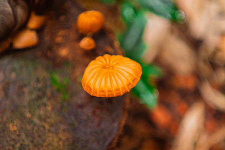Orange Pinwheel Mushroom Marasmius Siccusの写真素材