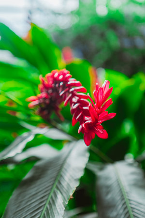 Red Ginger Flower Known as Alpinia Purpurata in a Green Ecological Garden Biotopeの写真素材