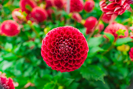 Red Ball Dahlia Flower Blossoms Beautifulの写真素材