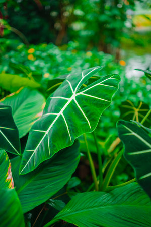 Green Alocasia Micholitziana Leaves in a Tropical Jungle Environmentの写真素材