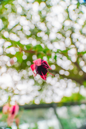 Purple Fuchsia Flower Blossom Budsの写真素材