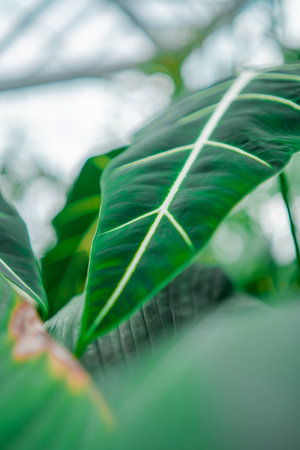 Detailed View of the Structure of a Green Alocasia Micholitziana Leavesの写真素材