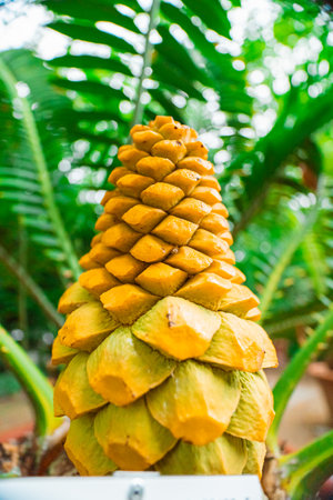 Yellow Plant Cone of the Encephalartos Villosus Cyad Close-up in a Green Ecological Garden Bio Sphere in Portrait Imageの写真素材
