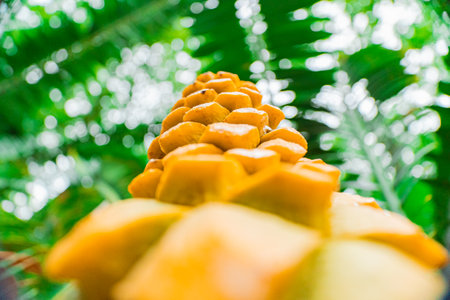 Tropical Yellow Encephalartos Villosus Plant Coneの写真素材