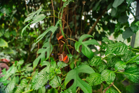 Two Eed and Black Butterflies Known as Heliconius Erato Rhopalocera in an Ecological Bio Sphere Sitting on Plants and Flying as a Close-Up in Landscape Imageの写真素材
