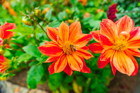 Honey Bee Collects Nectar From Daisy Flower Pollen From an Orange Dhalia Known as Dahlia Coccinea in a Bio Sphere Garden on a Sunny Spring Day as Close-up in Landscape Imageの写真素材