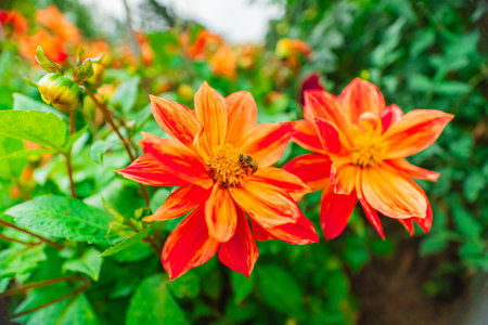 Honey Bee Collects Nectar From Daisy Flower Pollen From Orange Dhalia Dahlia Coccinea in a Bio Sphere Gardenの写真素材