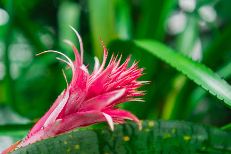 Pink Aechmea Fasciata From the Bromeliaceae Family In a Green Biotope Like Rainforest Garden Environmentの写真素材