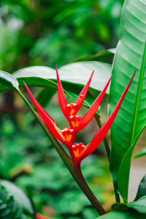 Red Heliconia Flower Known as Red Parrot Beak From the Family of Heliconiaceae Growing in a Jungle...