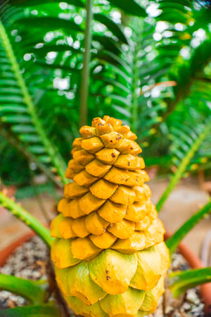 Yellow Cone of Encephalartos Villosus Plantの写真素材