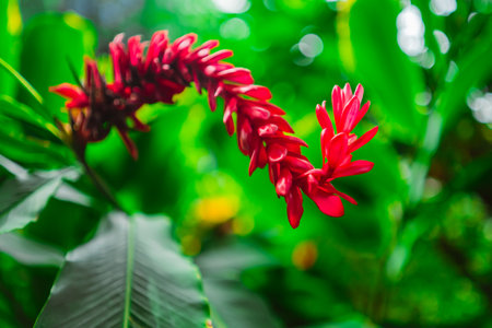 Red Alpinia Purpurata Reaching Ginger Flowerの写真素材