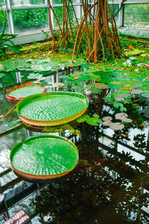 Pond With Green Water Lily Known as Victoria Cruziana