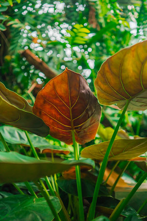 Elephant Ear Coloasia in Rain Forestの写真素材