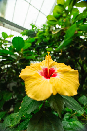 Beautiful Yellow Hibiscus Flower Bud with Red Accent also Known as Hibiscus Insularis or Hibiscus Sinensis Blossoms Bright in a Green Bio Sphere Garden in Portrait Imageの写真素材