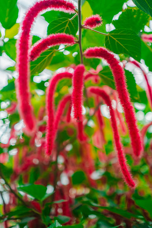Dreamy Red Chenille Plant Acalypha Hispida Flower in a Greenhouse Biotopeの写真素材