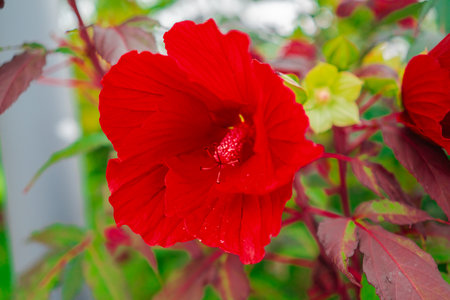 Red Hibiscus Moscheutos Flower Blossomの写真素材