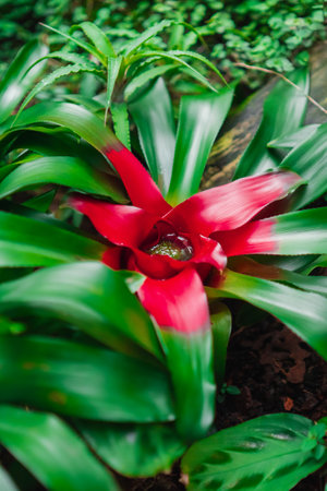 Red Nidularium Innocentii Plant Growing in a Green Ecological Garden Biotope Mimicing Rain Forest Environment as Close-up in Portrait Imageの写真素材