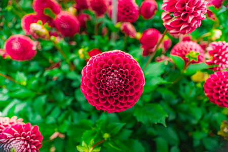Fantastic Red Ball Dahlia Flowerの写真素材