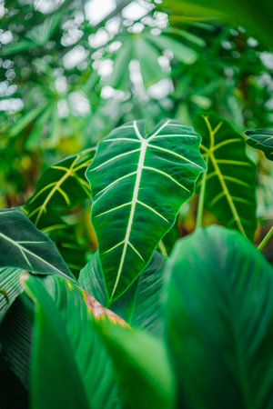 Green Alocasia Micholitziana Leaves in a Tropical Greenhouse Biotope Environment Close-up in Portrait Modeの写真素材